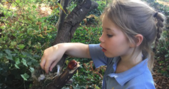 Forest School Fun